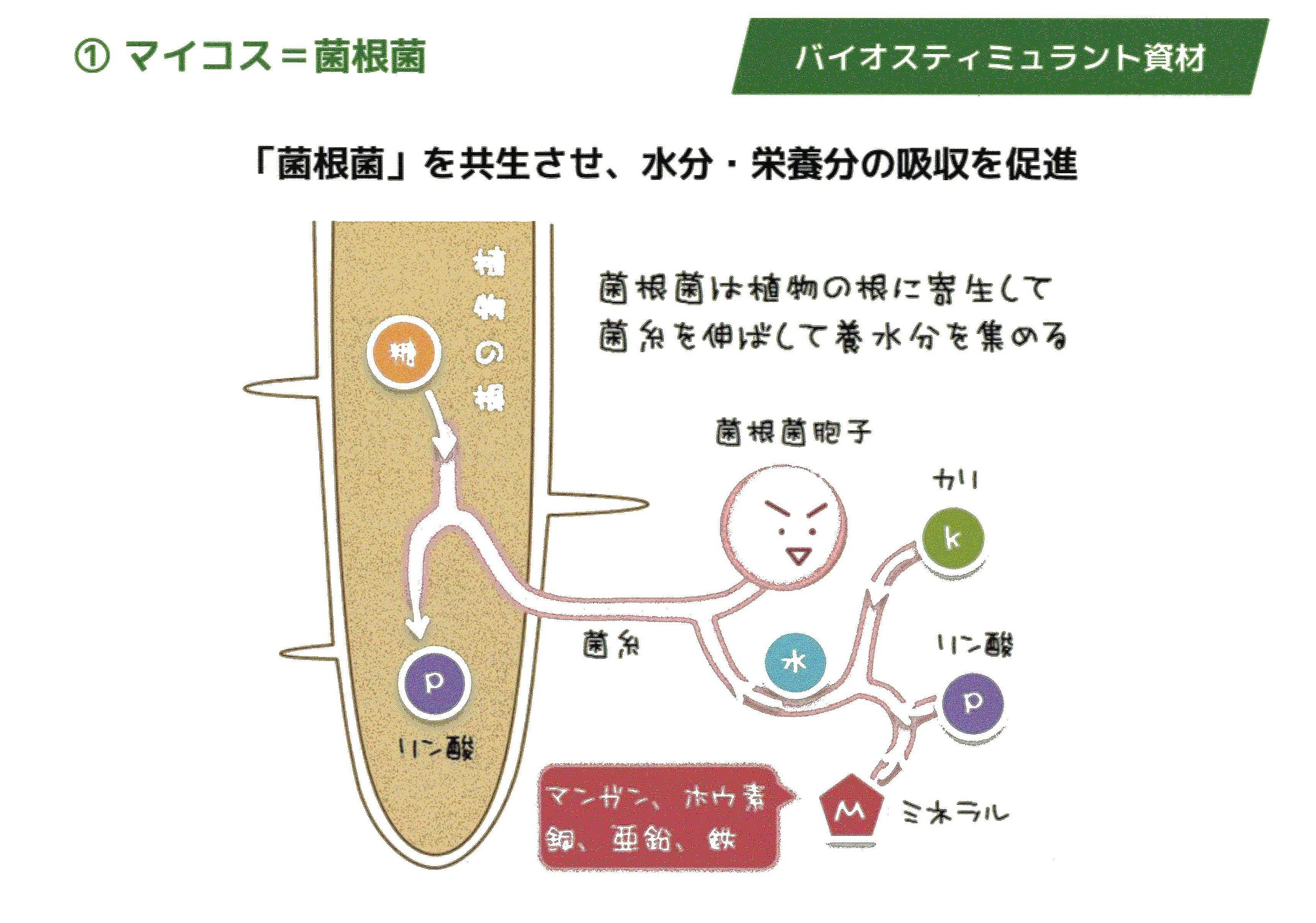 マイコス菌